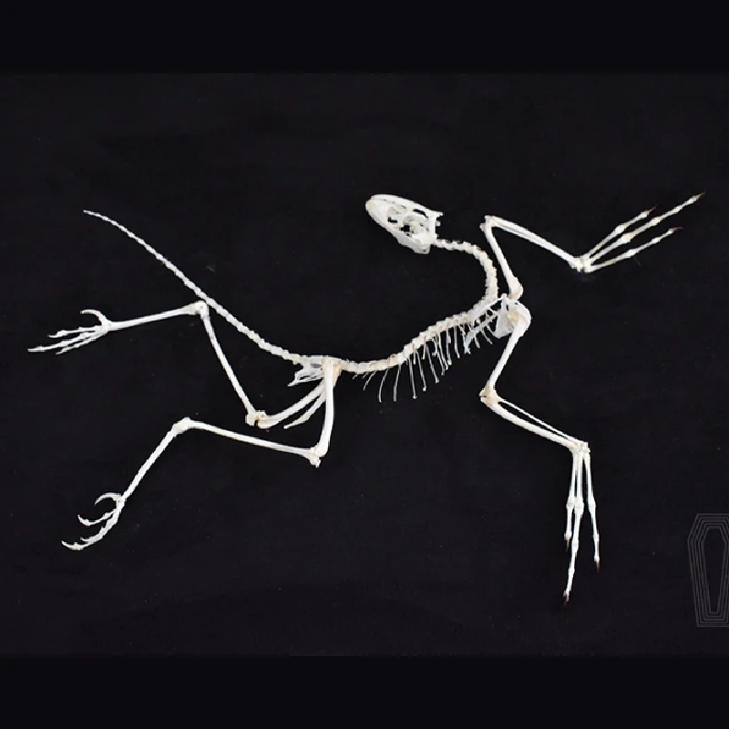 Fossil Replica Display - 2120 ديكور حائط فني لآثار أركيوبتيركس،