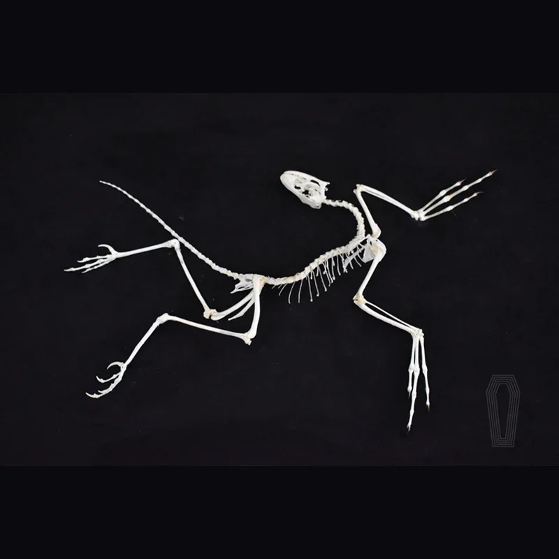 2120 ديكور حائط فني لآثار أركي - مراجعة Fossil Replica Display وسعره